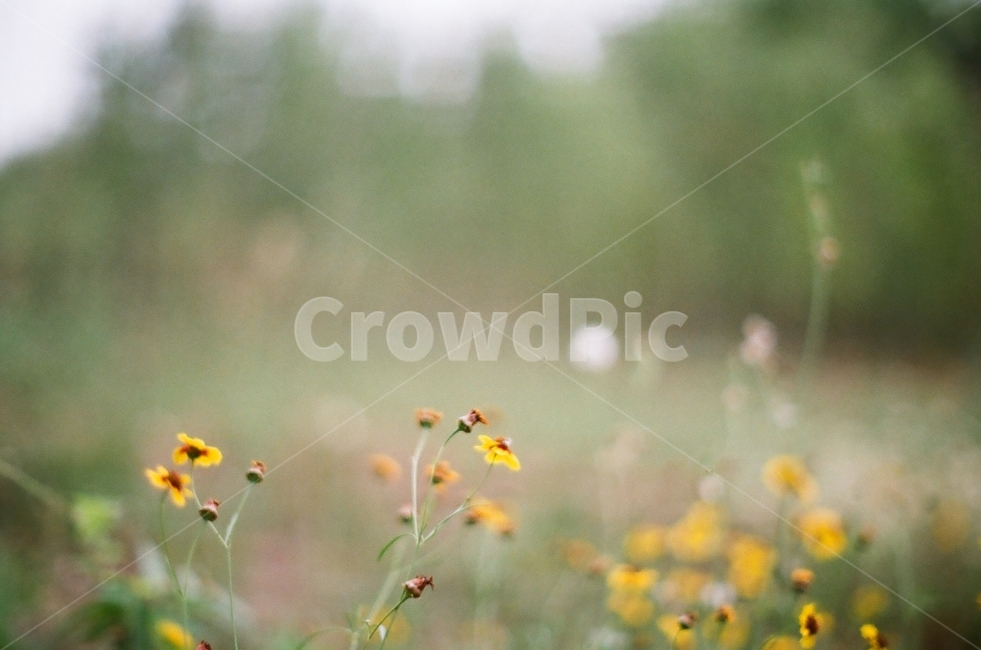 배경,풍경,자연,일상,감성,색감,꽃,아련,노란색,yellow,봄,식물,자연,plants,nature,꽃,flower,감성,sensible,feeling