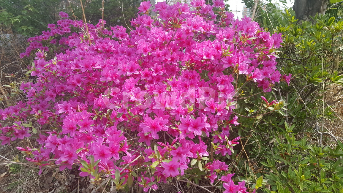 분홍철쭉,철쭉,봄꽃,분홍,pink,꽃,flower,봄,야외,밖,아름다움,화사한