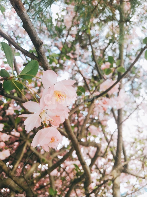 꽃,봄꽃,봄,spring,flower,꽃나무