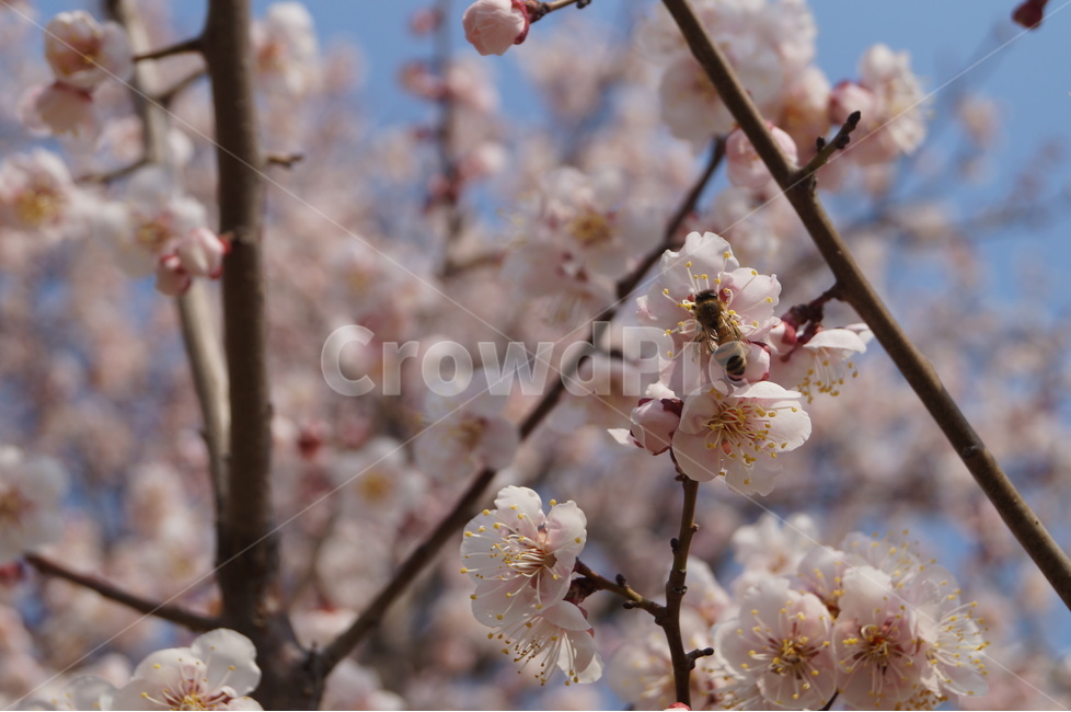 벚꽃,벚꽃의벌,벚꽃벌,벌,벚꽃축제,cherryblossom,봄,하늘,spring,식물,plants,nature,flower,봄,계절,spring,season,식물,자연,plants,nature,꽃,flower,동물,animal,곤충,벌레,insect,bug,plant,blossom