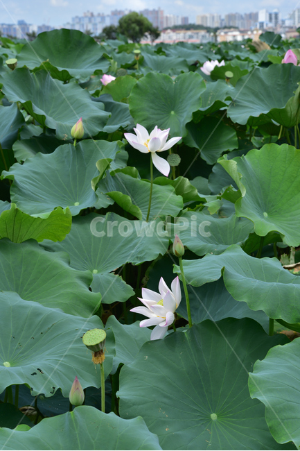 연꽃,연잎,호수,lotus,lotuses,식물,자연,plants,nature,꽃,flower