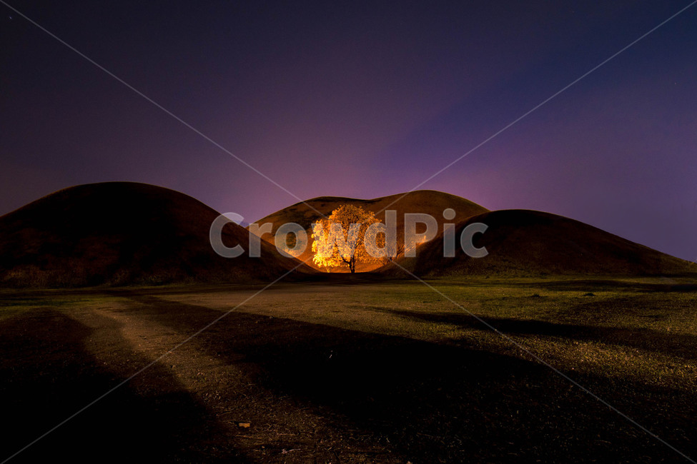 목련나무,대릉원,경주,나무,야경,자연,풍경,nature,landscape,한국자연풍경,한국자연경관,korea nature landscape,야경,밤,nightscape,night,랜드마크,landmark,tourist attraction,한국랜드마크,한국관광지,한국명소,korea landmark,korea tourist attraction,식물,plants,나무,trees,wood,색깔,색상,색채,색감,color sense,color sensitivity,feeling of color,grassland,목초지,outdoors,옥외,field,들,mound,투수판