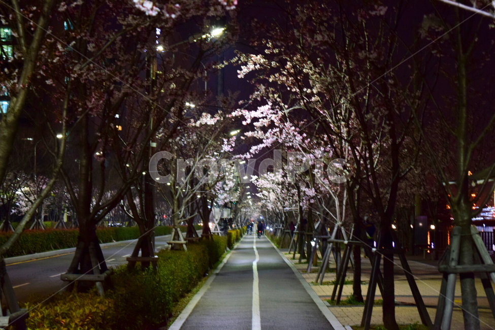 벚꽃,꽃,벚꽃거리,벚꽃길,밤벚꽃