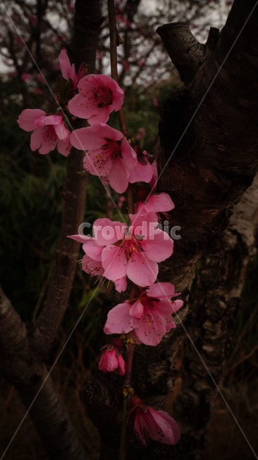 벚꽃,나무,봄,분홍색,산,봄,계절,spring,season,식물,자연,plants,nature,꽃,flower,plant,blossom