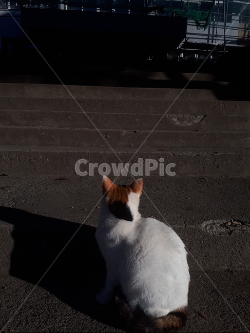 고양이,뒷모습,계단,아침,계단아래고양이