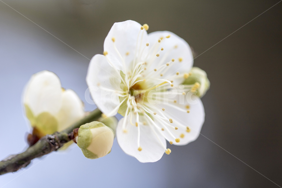 매화,매화꽃,매화나무,푸른하늘,봄,봄꽃,꽃,봄,계절,spring,season,식물,자연,plants,nature,꽃,flower,plant
