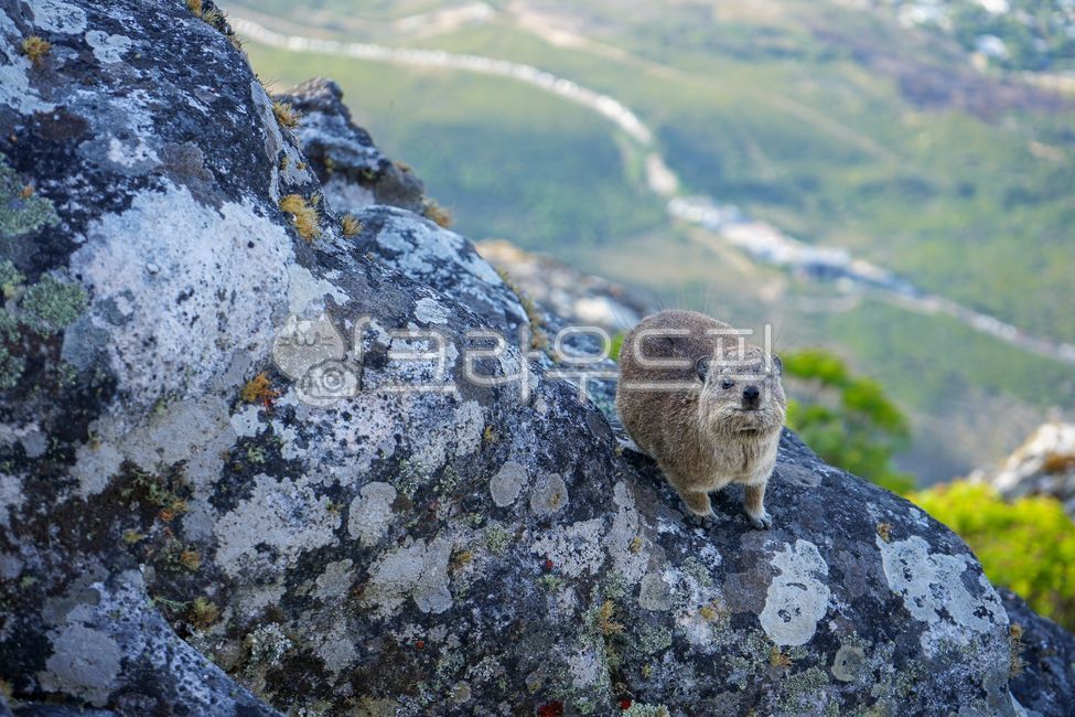 바위너구리,야생동물,동물,테이블마운틴,dassie,animal,tablemountain,절벽,africa,케이프타운,capetown,nature,아프리카,자연,rock,바위