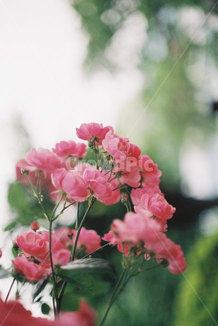 장미,꽃,장미축제,안양,서울공원,감성,감성사진,필름,필름사진,flower,rose,leaf,film