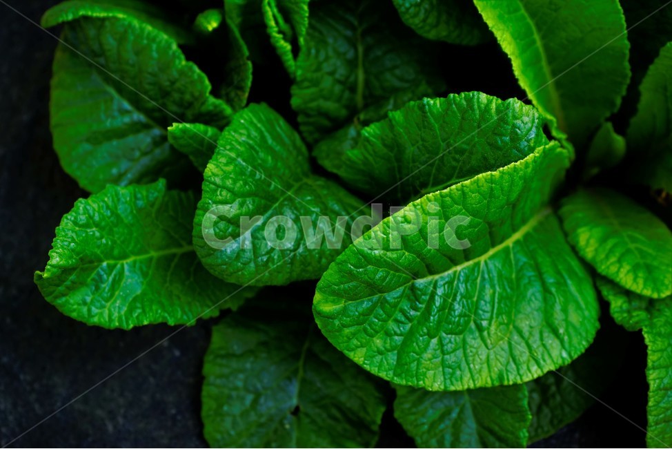 봄,잎,원예,녹색,nature,plant,spring,초록잎