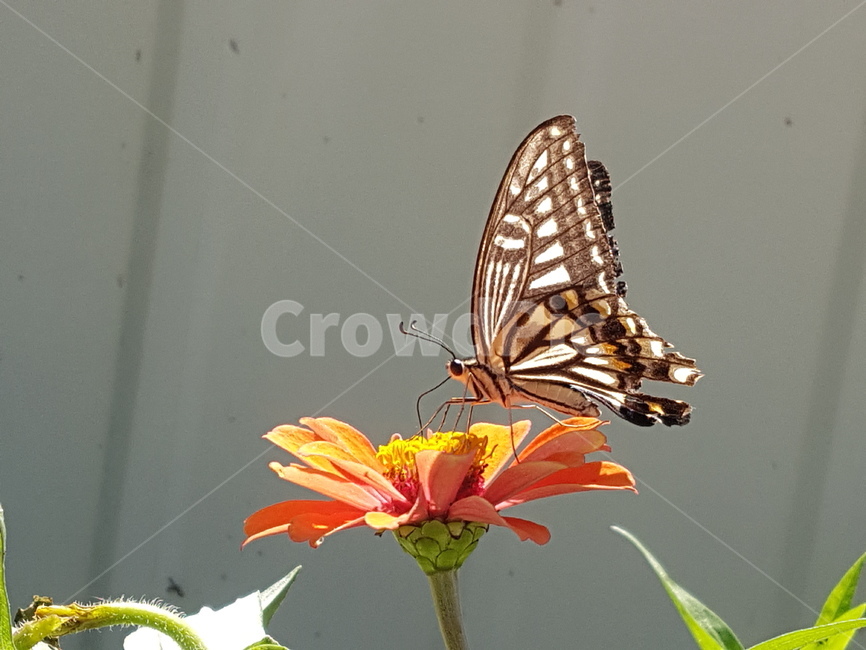나비,insect,butterfly,animal,plant,꽃,곤충,벌레,insect,bug