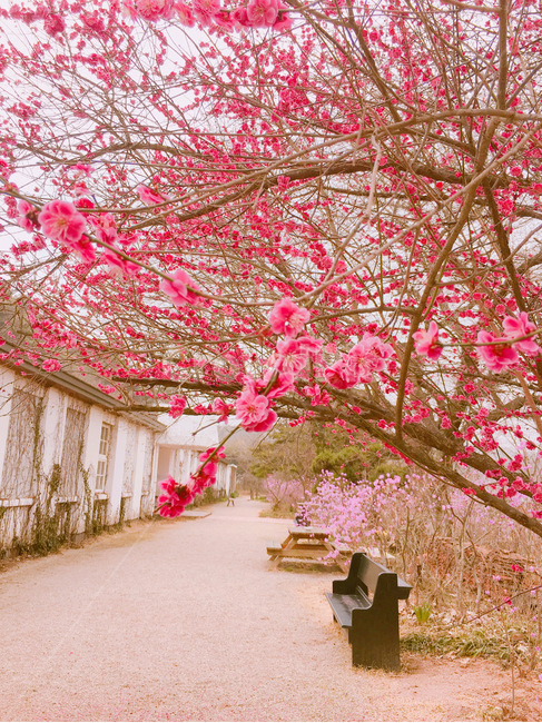 꽃,아미미술관,벤치,blossom,미술관,furniture,가구