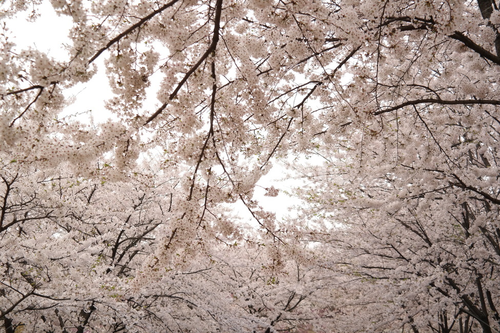 벚꽃,봄,꽃구경,벛꽂,감성,만개,연애,나들이,봄,계절,spring,season,식물,자연,plants,nature,꽃,flower,plant,cherry blossom,blossom