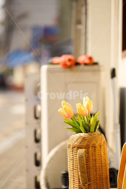 식물,plant,꽃,flower,tulip,튤립
