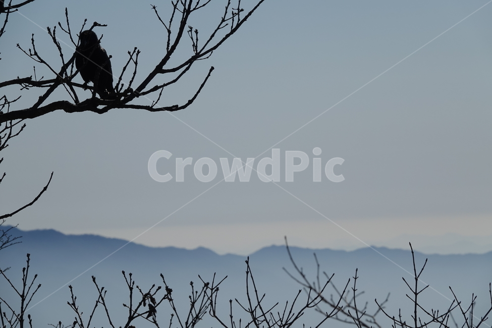 자연,산맥,옥외,산,nature,mountain,outdoors,동물,animal,조류,새,birds