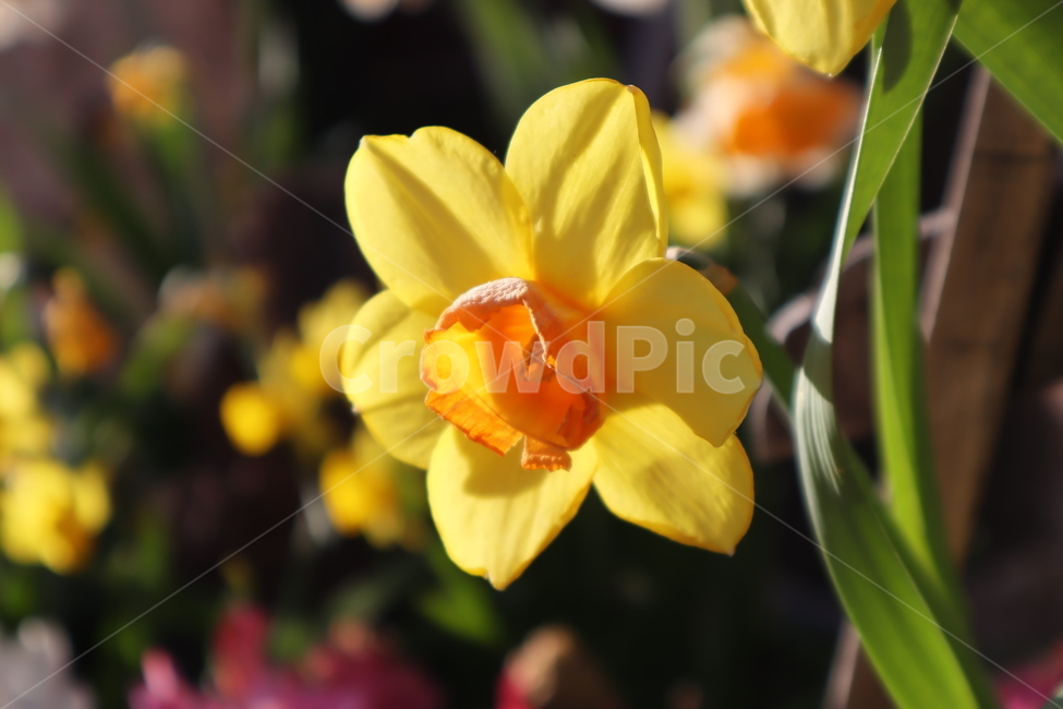 plant,blossom,flower,꽃,식물