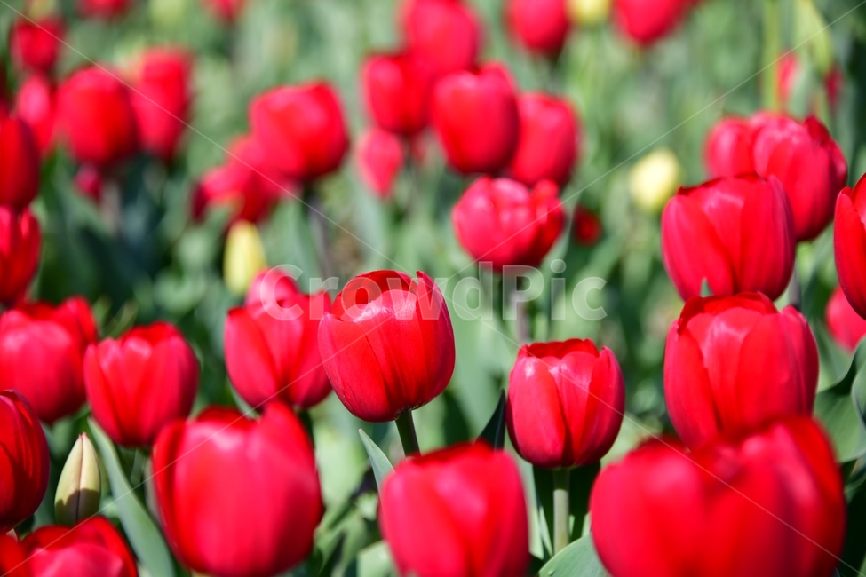 plant,식물,flower,blossom,꽃,튤립,빨강