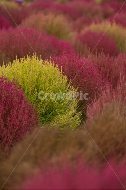 코키아,댑싸리,kochia,fall,autumn,가을식물,식물,나리공원,자연,식물,자연,plants,nature
