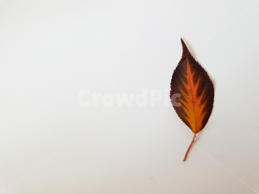 leaf,fallenleaves,maple,단풍,낙엽,잎,잎사귀,감잎,분위기,나뭇잎,나무잎,배경,가을,계절,fall,autumn,season,식물,자연,plants,nature