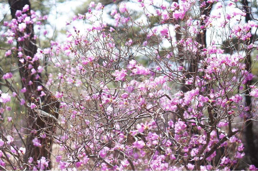 진달래,핑크,분홍,4월,식용,봄,빛,산,봄,계절,spring,season,식물,자연,plants,nature,꽃,flower,plant,blossom,cherry blossom,벚꽃