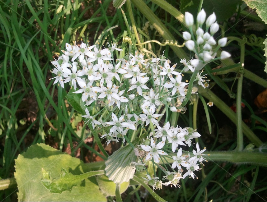 부추,garlicchive,부추꽃,백합과,정구지,구근(韭根,다년생초본식물,식물,자연,plants,nature,꽃,flower