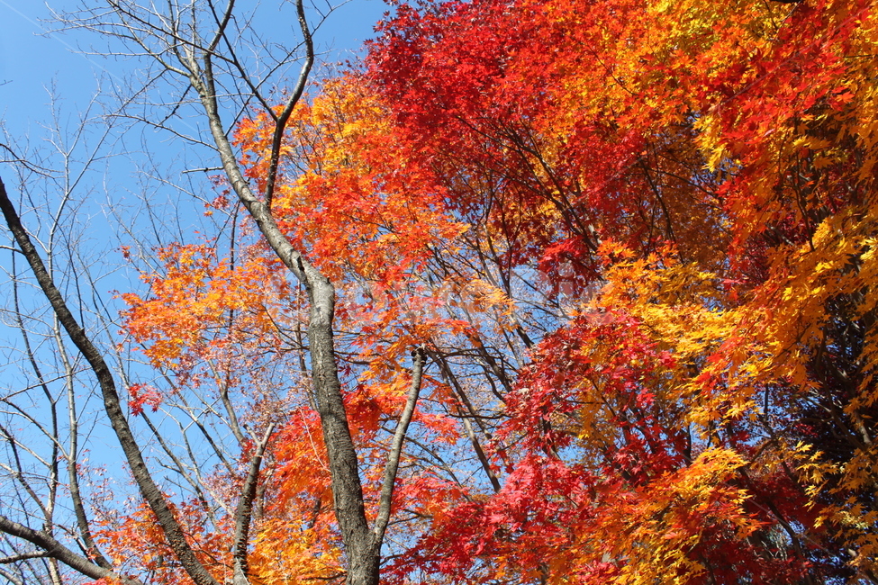 autumncolors,fallfoliage,가을,단풍,maple,plant,식물,tree,나무,잎,leaf,노랑,빨강,fall,autumn,가을,계절,fall,autumn,season