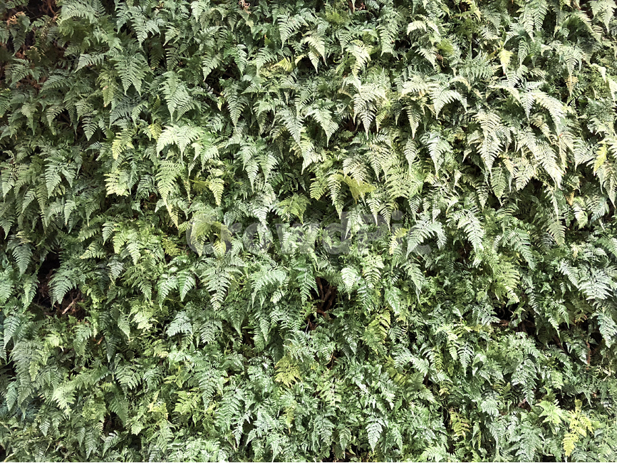 숲,덩굴쟁이,나무,나무잎,숲속,배경,푸른,잔디,식물,자연,plants,nature