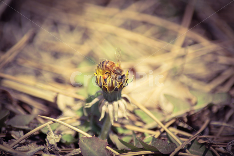 민들레,꿀벌,벌,노란꽃,야생화,flower,honey,식물,자연,plants,nature,꽃,flower