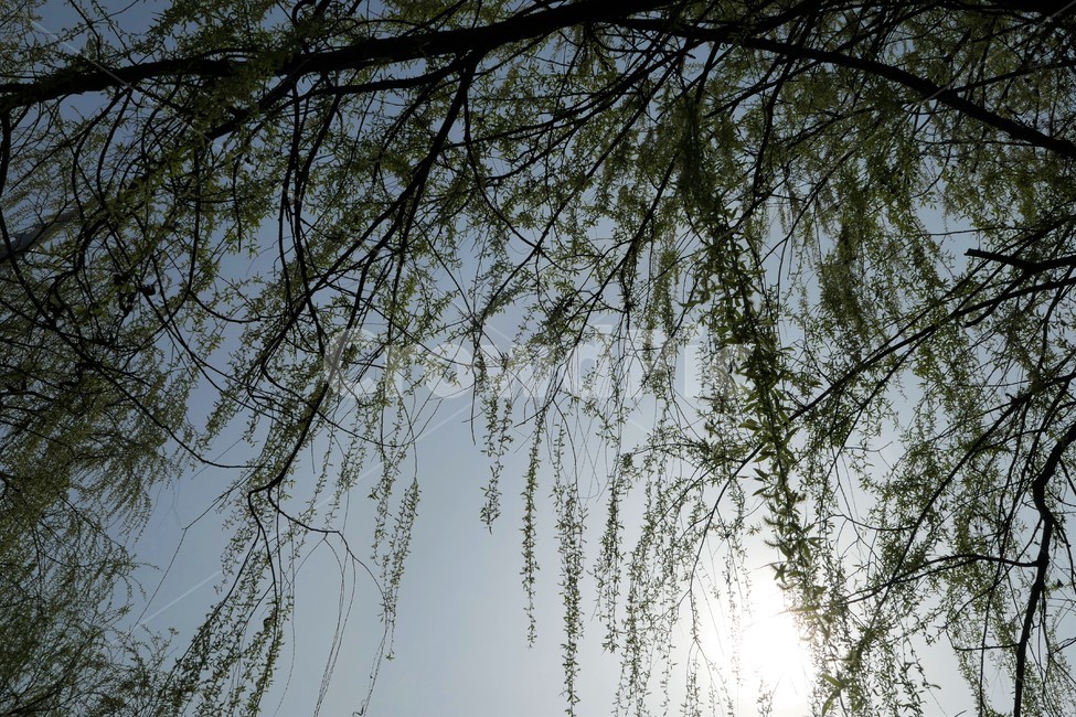 자연,샛강,봄,나무,풀,꽃,초록,숲,식물,자연,plants,nature