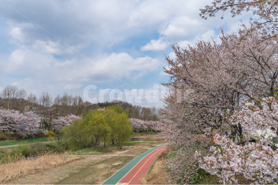자연,natural,하늘,sky,구름,cloud,양재천,벚꽃,식물,plant,cherryblossom,물,water,푸릇,봄,spring,천,봄,계절,spring,season,자연,풍경,nature,landscape