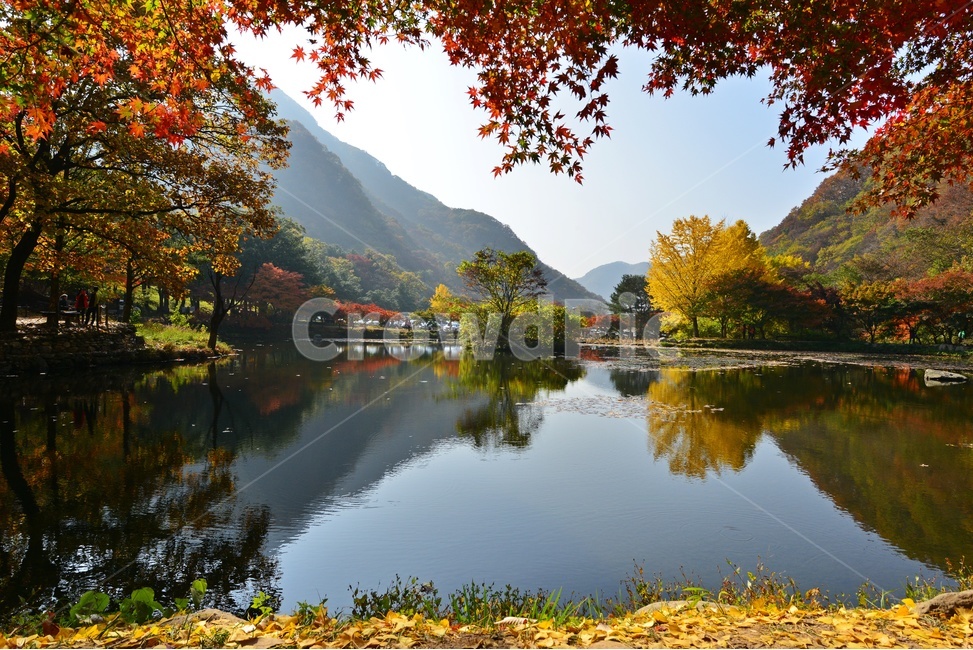 water,물,outdoors,옥외,nature,자연,tree,나무,plant,식물,maple,단풍,leaf,잎,장성,백양사,백양사추색,가을,계절,추색,만추,단풍잎,반영,가을,계절,fall,autumn,season