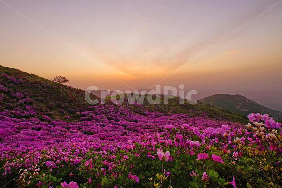 황매산,철쭉,봄,꽃동산,합천,봄,계절,spring,season,자연,풍경,nature,landscape,outdoors,옥외