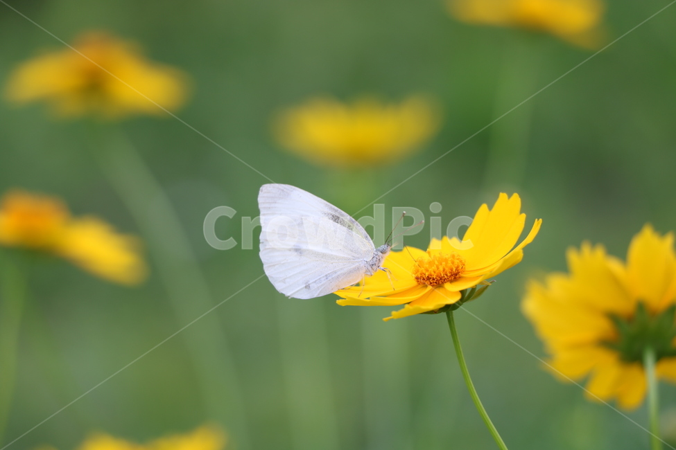 곤충,나비,insect,자연,풀,꽃,여름