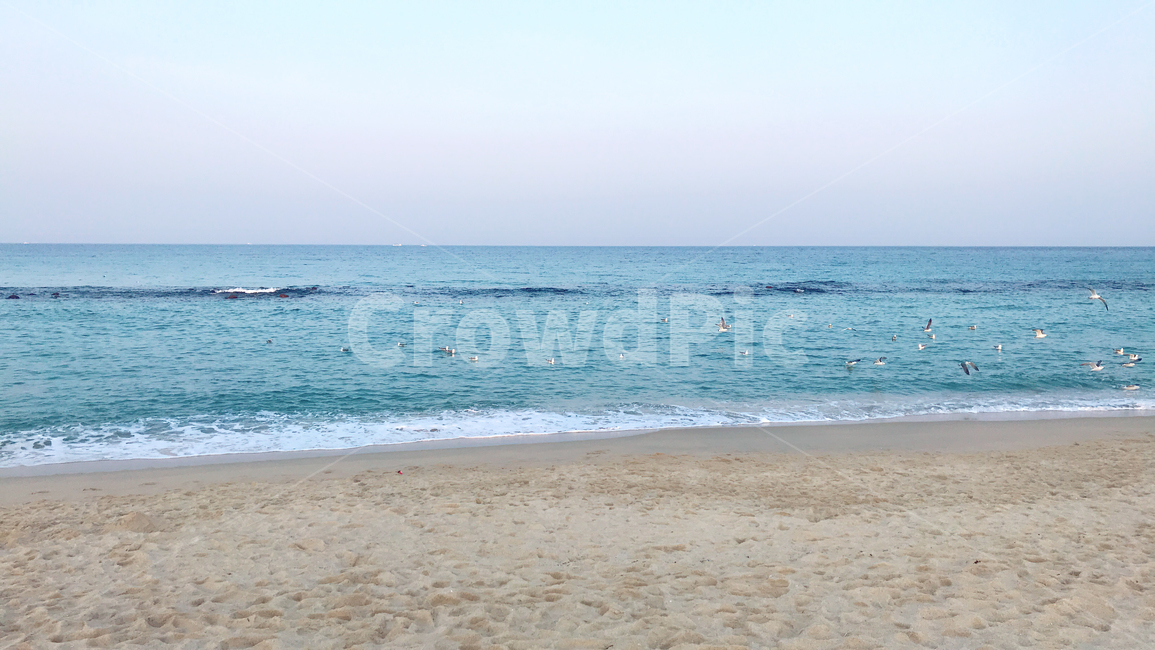 바다,겨울바다,갈매기,모래사장,풍경,해변,바다,beach,sea