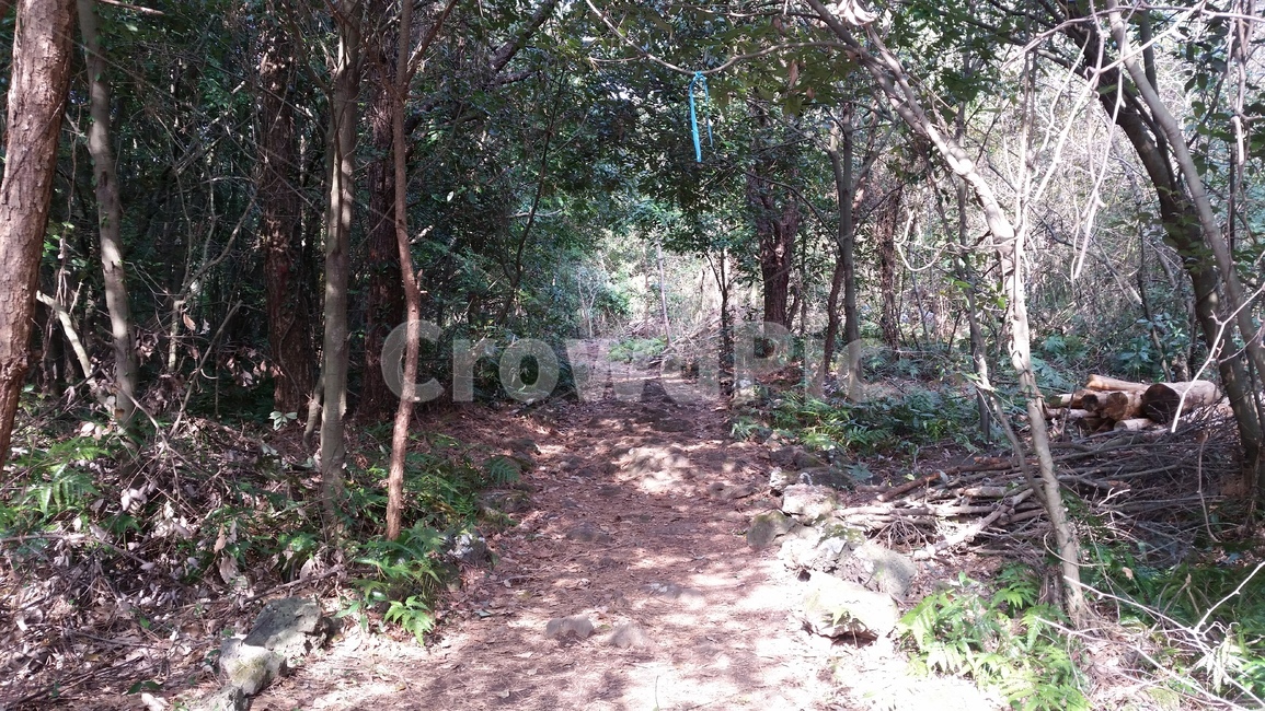 나무,숲,산책,바위,산책로,tree,식물,wood,forest,덤불숲,삼림지대,thicket,grove,woodland,walk,trail,오솔길,path