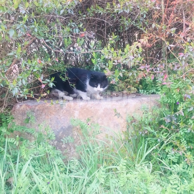 cat,길고양이,고양이,나들이,봄,kitten,spring,꽃,까만고양이,아기고양이,새끼고양이,색감,식물,풀,plant,grass,잔디,잡초