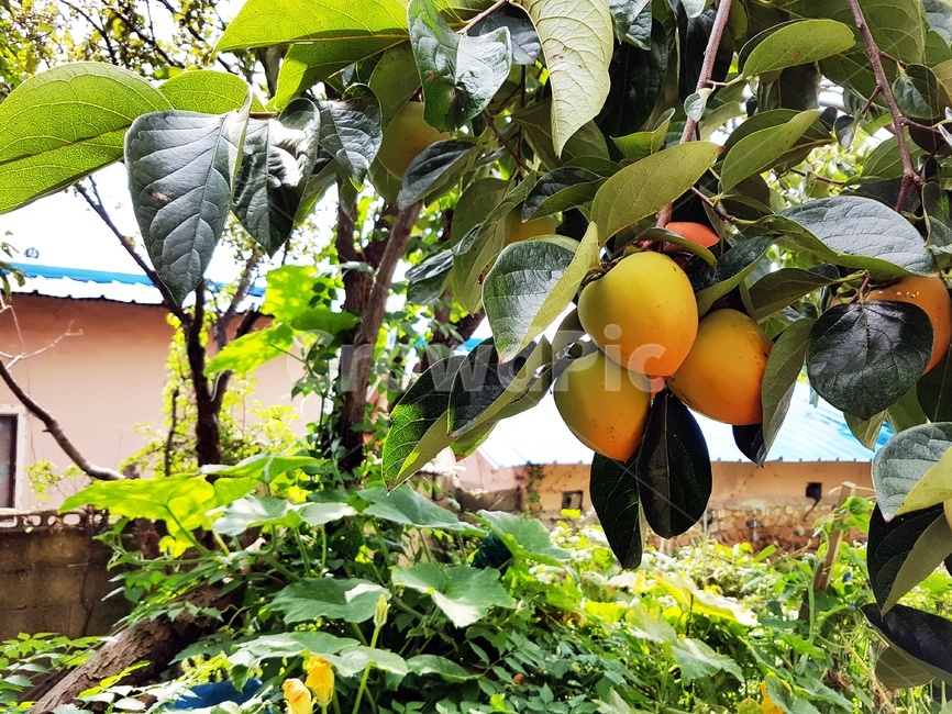 감,가을,열매,감나무,쌍떡잎식물,대봉,홍시감,대봉시,과일,열매,fruit