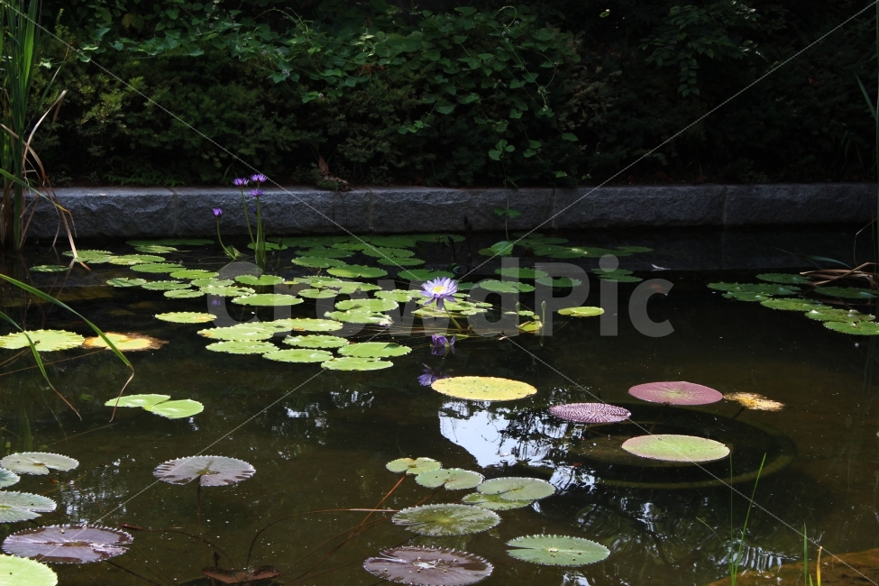 꽃,연꽃,연잎,연못,물,하얀색,초록색,야외,정원,절,봉은사,자연,풍경,nature,landscape,plant,식물,blossom,flower,lily,백합