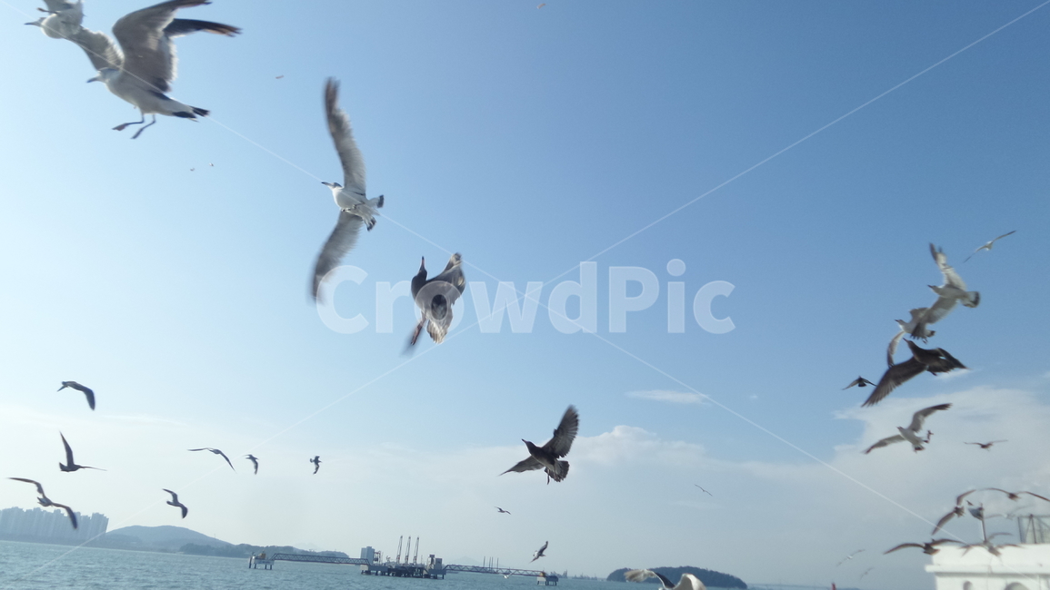 갈매기,새,하늘,새떼,파란하늘,동물,animal,조류,새,birds
