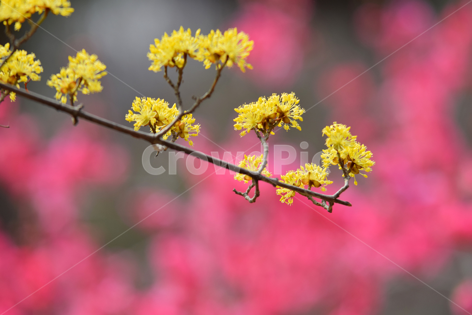 산수유,산수유나무,산수유꽃,산수유나무꽃,층층나무과,노란꽃,꽃,플라워,flower,cornusflower,cornus