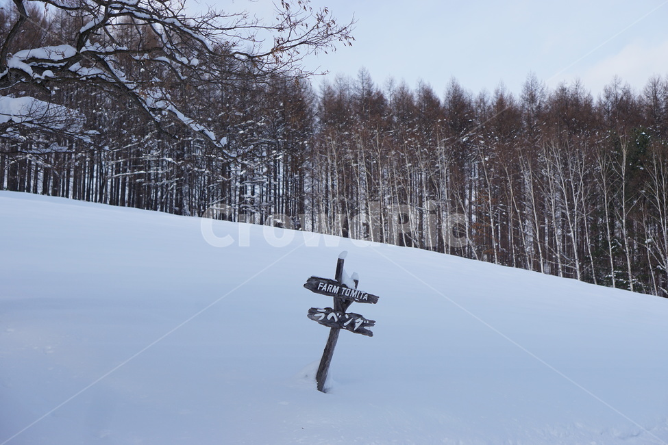 눈,폭설,겨울,winter,outdoor,snow,눈꽃,나무,전나무,nature,자연,plant,식물,옥외,겨울,계절,winter,season