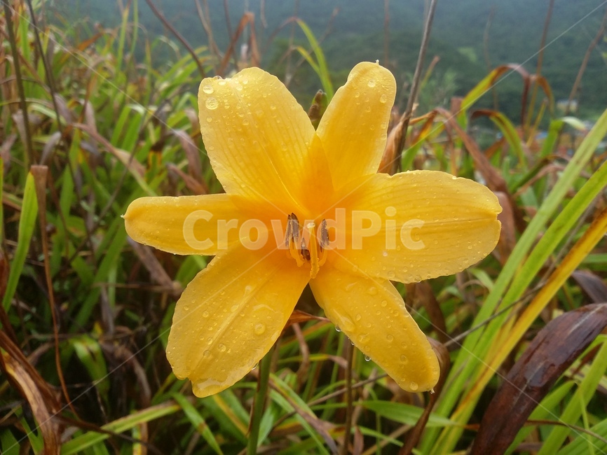 꽃,flower,식물,plant,자연,식물,자연,plants,nature