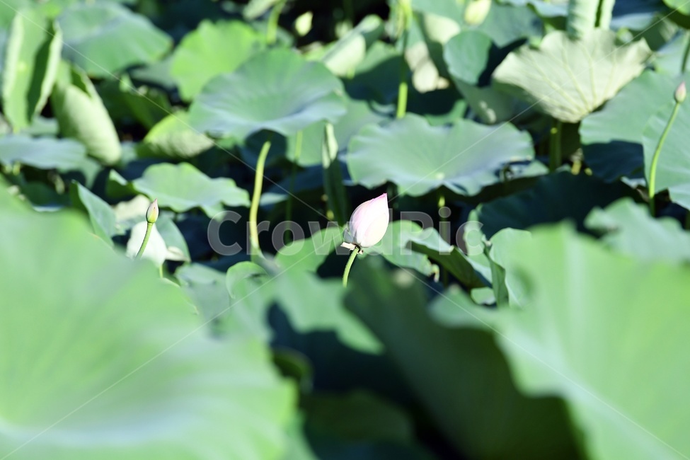 연못,수련,식물,자연,여름,정원,푸르른,물,수경식물,연못가,연못정원,plants,nature,연,연꽃,힐링,flower,감성,연잎,식물,자연,plants,nature,꽃,flower