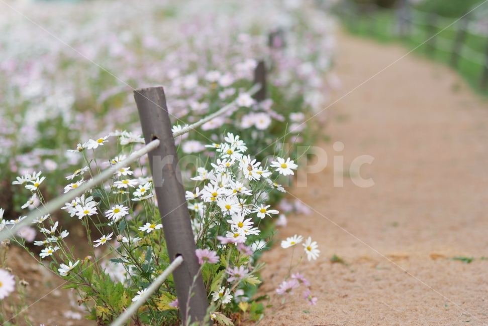 구절초,가을꽃,가을,꽃길,꽃밭,flowers,울타리,식물,자연,plants,nature,꽃,flower,감성,sensible,feeling