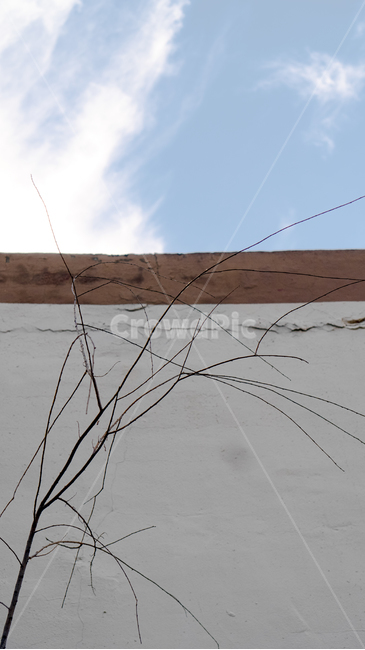 soil,nature,자연,옥외,벽면,하늘,구름,나무,나뭇가지
