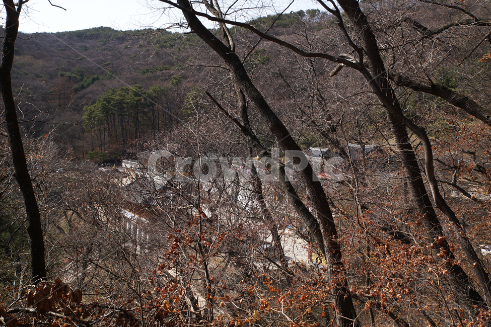 전원,야산,나무,나뭇가지,동산,자연