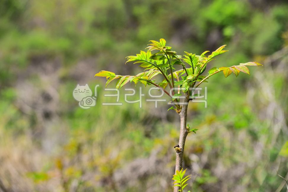 옻나무순,산채,산나물,자연산,식용,봄나물,식물,식재료,먹거리,우리것,토종,국산,야생식물,산야초,새순,새잎,음식재료,plant,가시,자연,배경