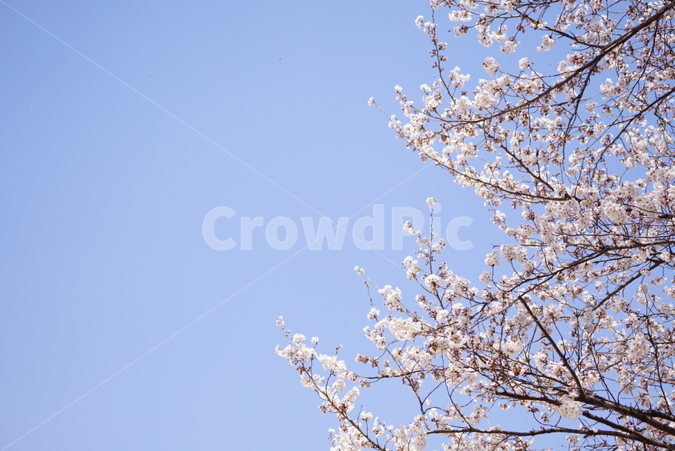 벚꽃,봄,하늘,자연,나무,봄,계절,spring,season,자연,풍경,nature,landscape,plant,식물,flower,꽃,blossom