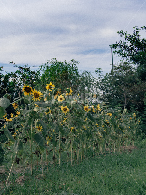 plant,식물,꽃,해바라기,flower,식물,자연,plants,nature,꽃,flower