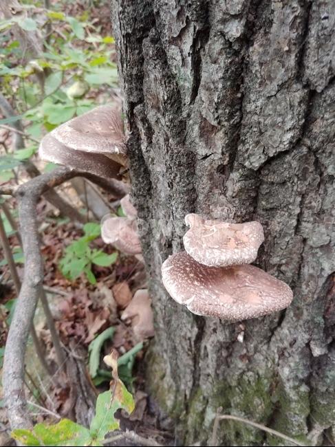 표고버섯,야생표고,자연산표고,shiitake,mushroom,버섯,wildmushrooms,버섯,mushroom