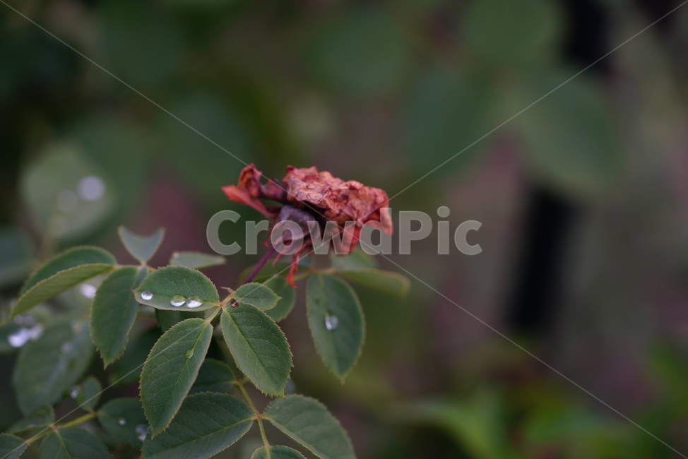 식물,자연,잎,물방울,이슬,비,액체,접사,감성,water,물,식물,자연,plants,nature,꽃,flower